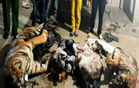 Tìm thấy 2 con hổ nặng 300 kg trong trang trại bò