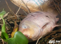 Cá chết bất thường, dân Quảng Nam vớt nấu cho lợn ăn