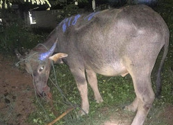 Cả làng vây bắt trâu 'điên' húc người dân nhập viện