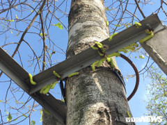 Đàn sâu khổng lồ tấn công hàng cây xanh ở Bình Dương