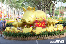 Ngắm đàn heo vàng ngộ nghĩnh tại chợ hoa xuân ở TP.HCM