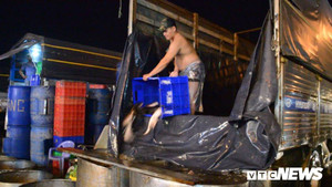 300 tấn cá lóc nhập vào chợ đầu mối ở TP.HCM ngày vía Thần Tài