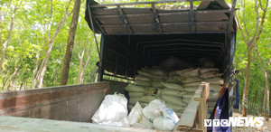 Bắt xe tải đổ trộm khoảng 100 tấn bùn thải trong vườn cao su ở Bình Dương