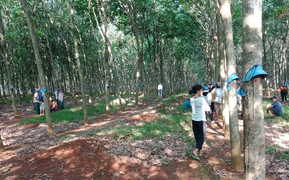 Nghi án thanh niên treo cổ tự tử trong lô cao su vì bài bạc