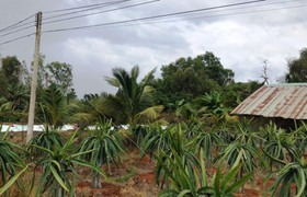 Bé trai 5 tuổi bị dây điện hạ thế giật chết: Công ty Điện lực Long An nói gì?