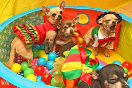 Chi hơn một trăm triệu đồng để tổ chức sinh nhật cho chó