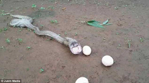 Video: Rùng mình nhìn rắn hổ mang quằn quại ọe trứng