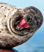 Tỉnh cả người khi xem những khoảnh khắc cực kỳ đáng yêu của động vật