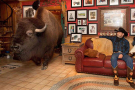 Gia đình nuôi trâu rừng nặng hơn 1 tấn trong nhà làm thú cưng