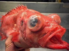 Tỉnh cả người khi xem hình ảnh các loài cá kỳ quái nhất hành tinh