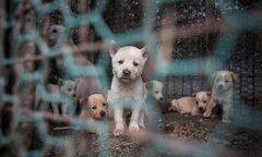 Hàn Quốc đóng cửa nhiều trang trại nuôi chó thịt