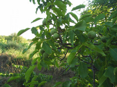 Tiết lộ vị thuốc mang tên loài chó trong Đông y