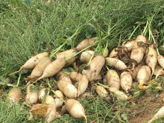 Rau củ rớt giá thê thảm, nông dân phải đổ bỏ, Bộ Nông nghiệp yêu cầu kiểm tra