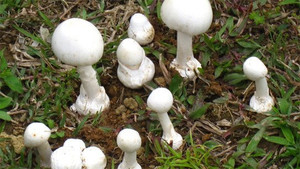 Ăn phải nấm độc, 3 người chết, 1 người khác nguy kịch