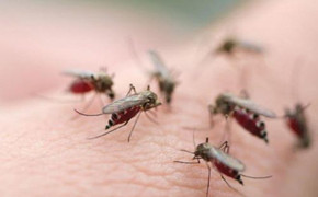 3 người chết, hơn 14.000 người mắc bệnh sốt xuất huyết