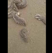 Sâu biển mang độc rốt cục là con gì, dính phải độc sâu biển nguy hiểm thế nào?