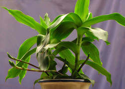 Cây lược vàng: Cây thuốc quý dễ trồng nhiều người bỏ qua