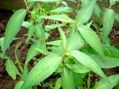 Để tốt cho 'chuyện ấy', đàn ông nên và không nên ăn những loại rau gì?