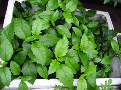 Bầu đất: Loài rau chữa 'bách bệnh' ít người biết đến