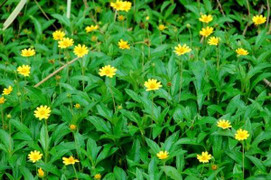 Cây sài đất: Thảo mộc chữa 'bách bệnh' nhiều người bỏ qua