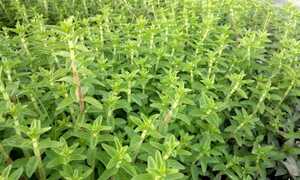 Rau ngổ: Loại rau thơm chữa 'bách bệnh' không phải ai cũng biết