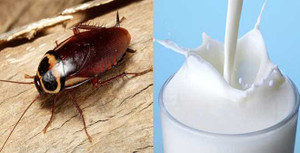 Phát hiện mới: Sữa gián tốt gấp 4 lần sữa bò, sẽ trở thành siêu thực phẩm của tương lai