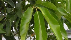 Không chỉ thanh nhiệt, cây vối làm được nhiều điều tuyệt vời hơn bạn tưởng