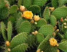 Há hốc miệng trước thói quen ăn lá xương rồng để chữa 'bách bệnh'