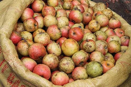 Tác dụng chữa bệnh không ngờ của táo mèo