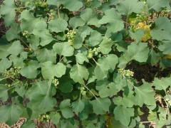 Công dụng chữa bệnh từ cây ké đầu ngựa