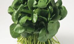 Điều kỳ diệu từ cải xoong: Cải thiện chất lượng tinh trùng ở nam giới