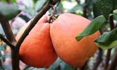 5 'thần dược' trái cây giúp chống lại bệnh mùa đông giá lạnh