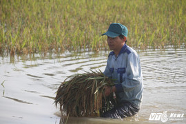 Ảnh: Nông dân Ninh Bình bì bõm gặt lúa ngập sâu trong nước lũ