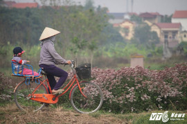 Ảnh: Ngất ngây với vẻ đẹp của cánh đồng dược liệu tại Hưng Yên
