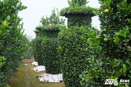 Ảnh: Những cây quýt uốn hình lục bình 'khủng' chơi Tết giá chục triệu đồng