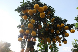 Ngắm cây bưởi hình ô lọng làm quà Tết giá 55 triệu đồng