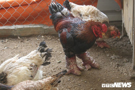 30 triệu đồng mua con gà Đông Tảo có cặp chân to bằng tay người lớn biếu Tết