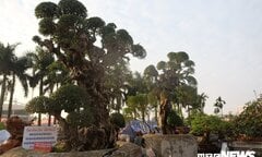 Ảnh: Cây duối 'khủng' độc nhất vô nhị giá hàng chục tỷ đồng