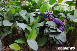 Ảnh: Làng lá dong lâu đời nhất Hà Nội tất bật vào vụ Tết