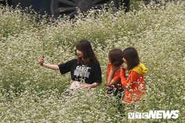 Ảnh: Hoa tam giác mạch trái mùa bung nở giữa lòng Hà Nội