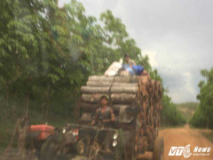 Đoàn xe 'hút máu rừng' rầm rầm trên đường Hồ Chí Minh như chốn không người