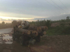 Lâm tặc điều chỉnh camera để tuồn gỗ lậu ra khỏi rừng