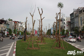 Tranh cãi gay gắt việc trồng cây phượng trên tuyến đường đắt nhất hành tinh
