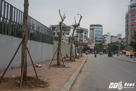 Ảnh: Hàng loạt cây chết khô trên phố Hà Nội được thay thế