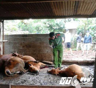 Bò chết hàng loạt sau một đêm ở Đắk Lắk