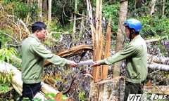 Bắt băng nhóm xã hội đen mang súng chặt phá rừng