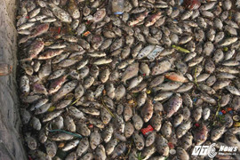 Ảnh: Cá Hồ Tây chết hàng loạt, nổi trắng ven hồ