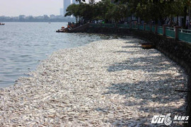 Hà Nội: Vớt hơn 60 tấn cá ở Hồ Tây trong 3 ngày