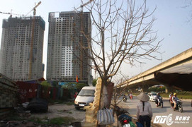 Thêm hàng loạt cây xanh chết khô trên phố Hà Nội