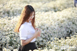 Ảnh: Thiếu nữ Hà Thành khoe sắc cùng 'cơn sốt hoa cúc họa mi'